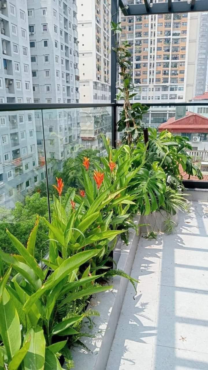 san-vuon-biet-thu-san-thuong